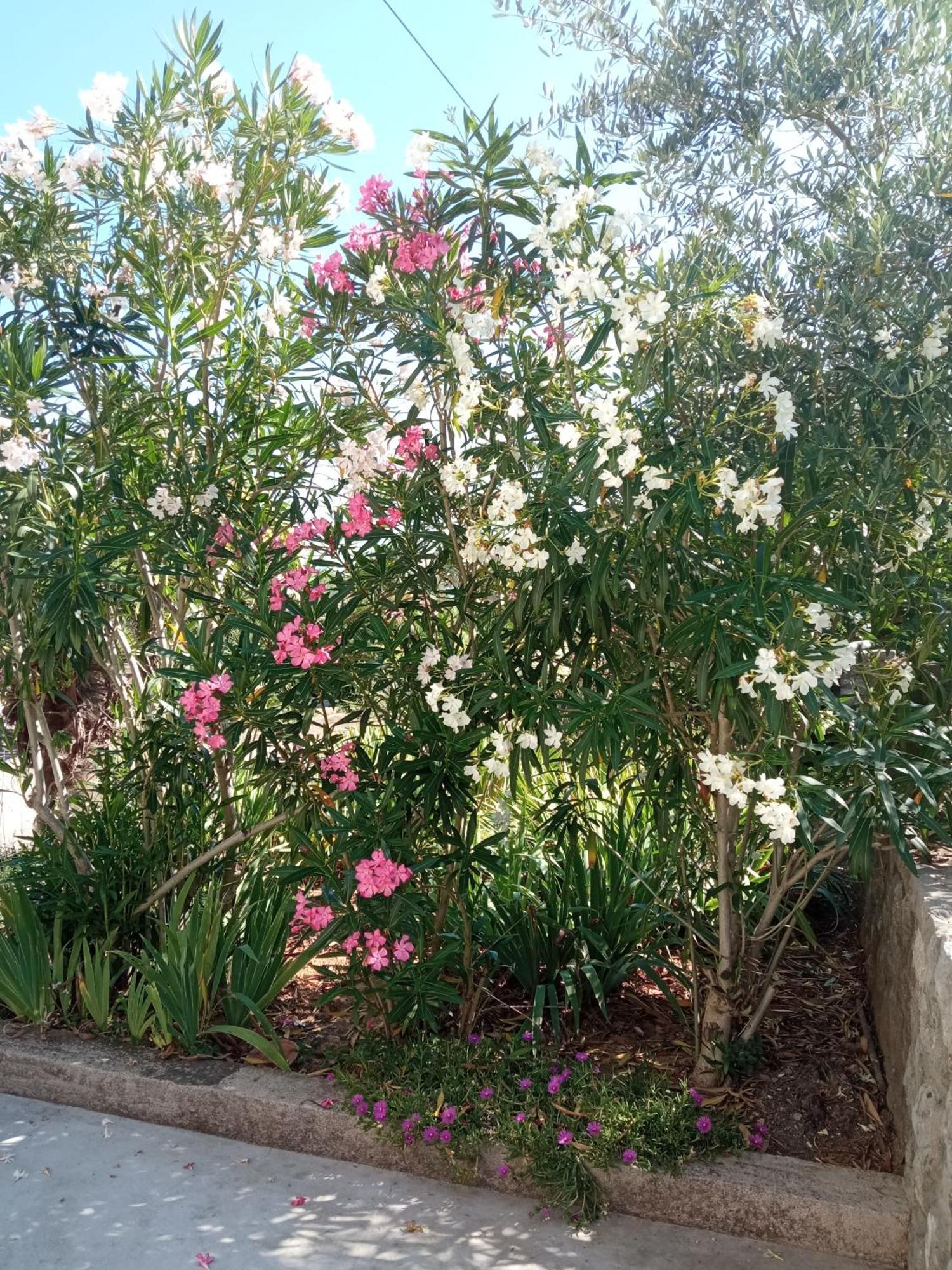 Sveti Ivan Dobrinjski Apartman Kacic מראה חיצוני תמונה